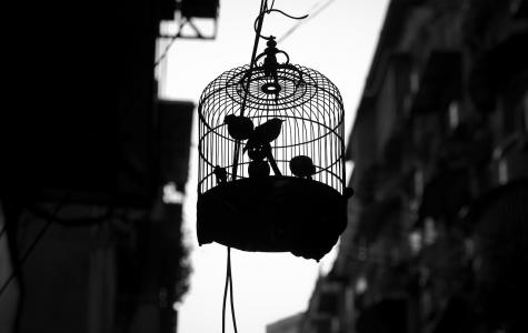 Bird cage